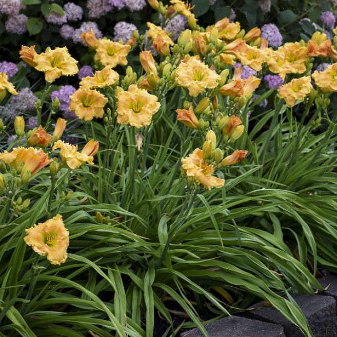 Den anden plantning vil blomstre