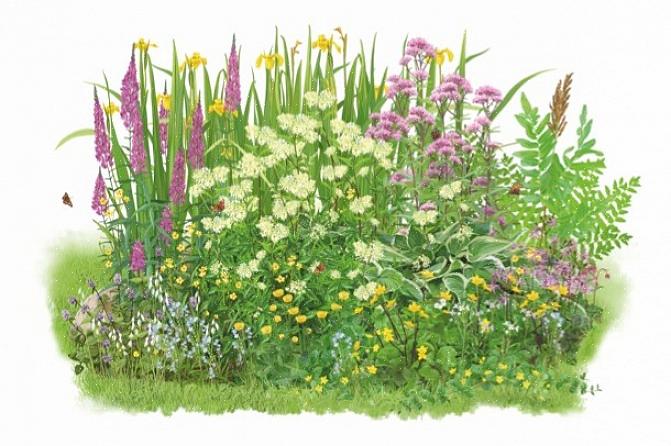 Det optimale tidspunkt for plantning af en myrhave er om foråret