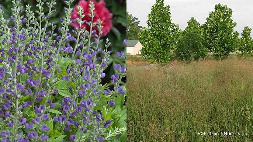 Ingen blomst fylder din have med strålende ægte blå blomster som blå False Indigo