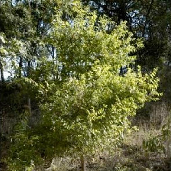 Netleaf hackberry skaber et godt skygge træ