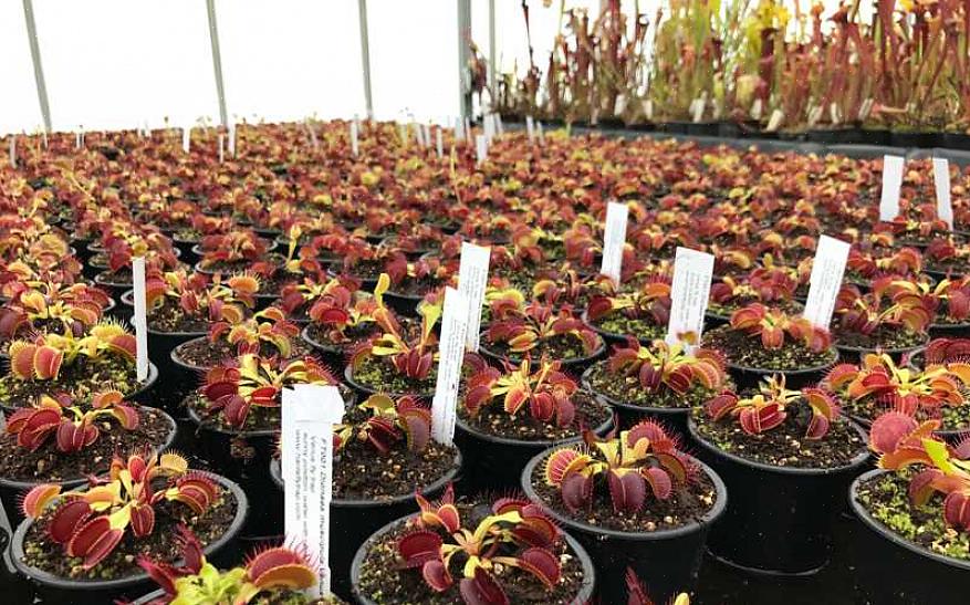 Er blomsten af den lilla krukkeplante simpelthen en mørkerød kugle