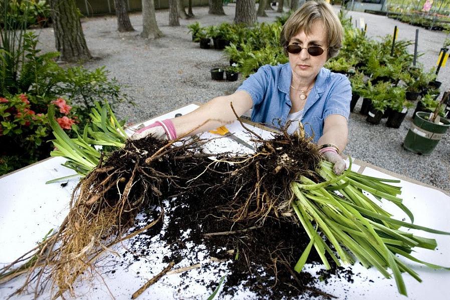 At planten ved at dele flerårige planter om efteråret har flere måneder til at komme sig