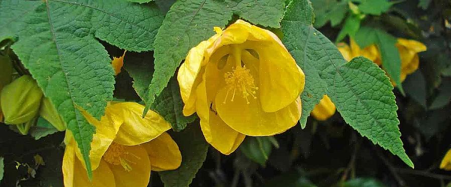 Det fulde videnskabelige navn på de Abutilon-planter