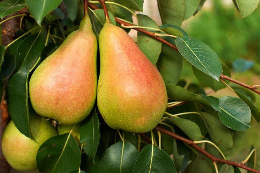 Dværg Calamondin appelsintræer (zoner 9 til 11) er selvfrugtbare
