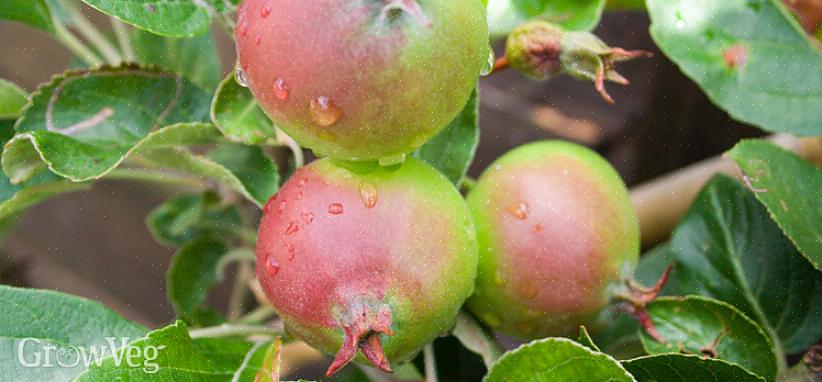 Frugt i juni - den naturlige tendens til