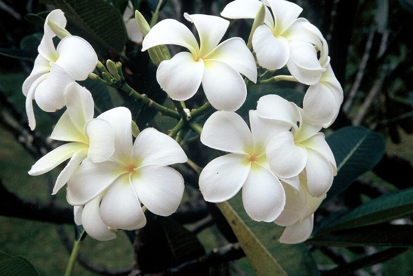 Den hvide frangipani (Plumeria alba) er et løvfældende plumeria-træ