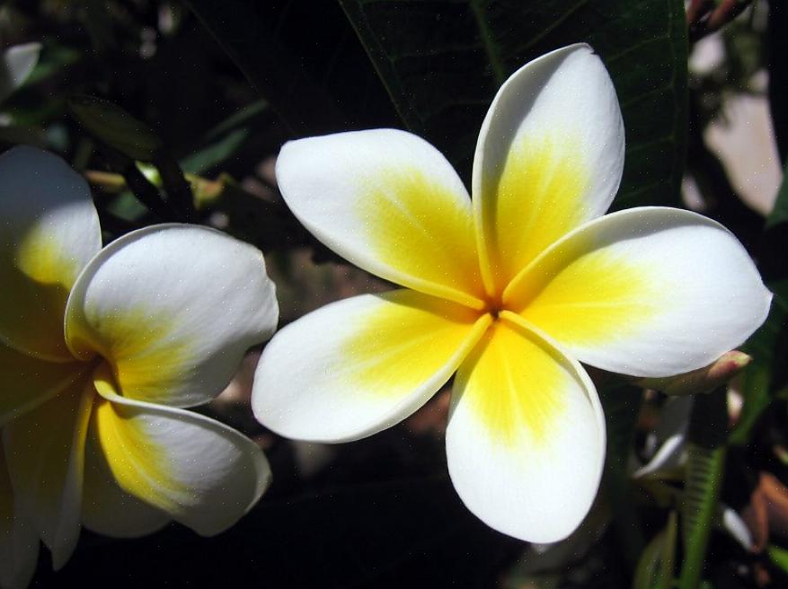 Ligesom sine grene giver Plumeria albas blade mælkehvide saft