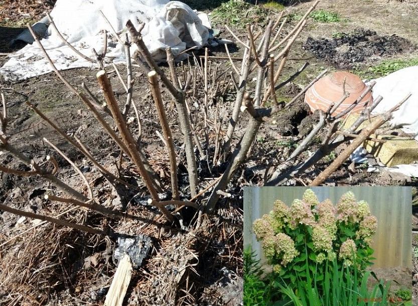 En generel tommelfingerregel er at beskære forårblomstrende træer