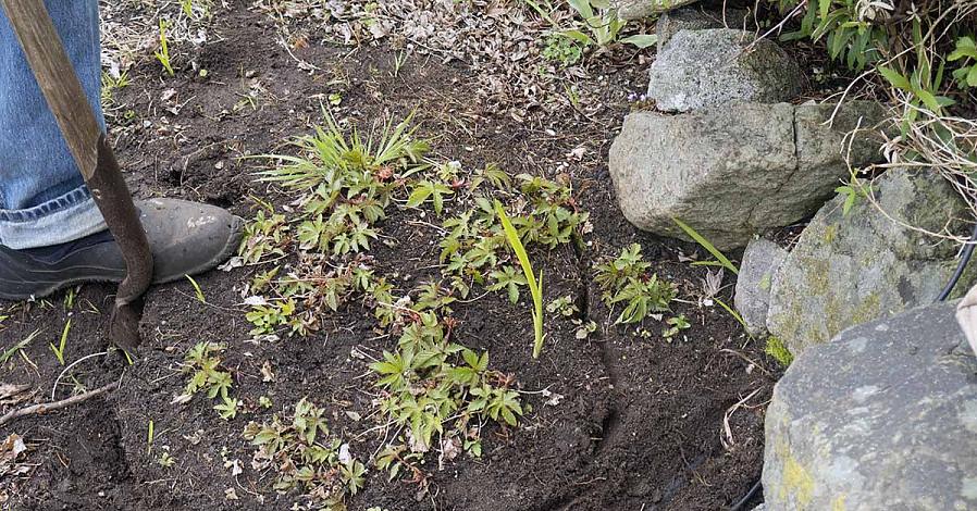 Sådan opdeles flerårige planter