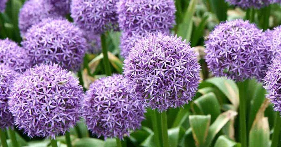 Hvidløg har de dekorative alliums runde blomsterhoveder sammensat af snesevis af stjerneformede blomster