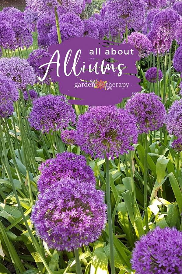 Knudende løg (Allium cernuum) producerer floppende mopphoveder af blomster i smukke nuancer af lyserød