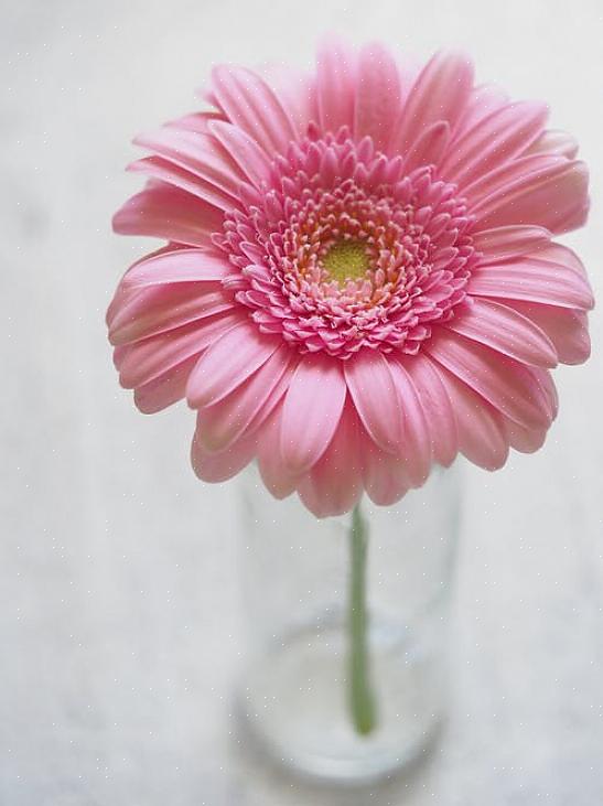 Hvis du ikke kan få nok af lyserøde blomster