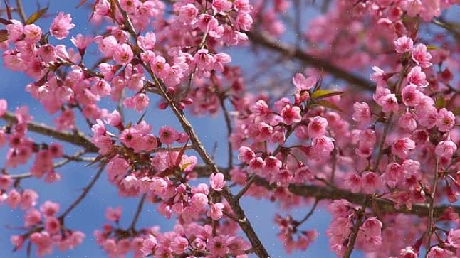 Og lyserøde blomster deler lidt af sidstnævnes flamboyance med røde blomster
