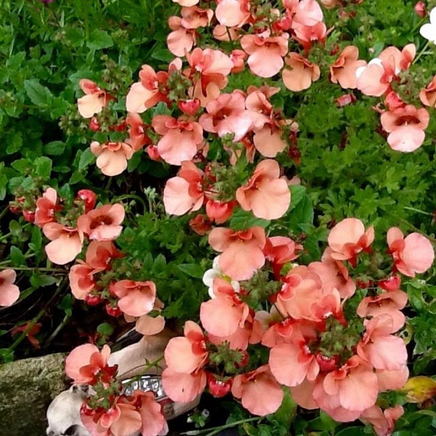 Diascia foretrækker køligere temperaturer