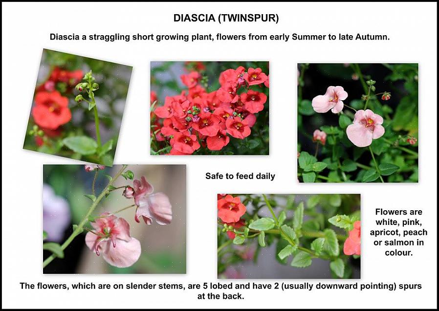 Diascia-frø har brug for lys for at spire