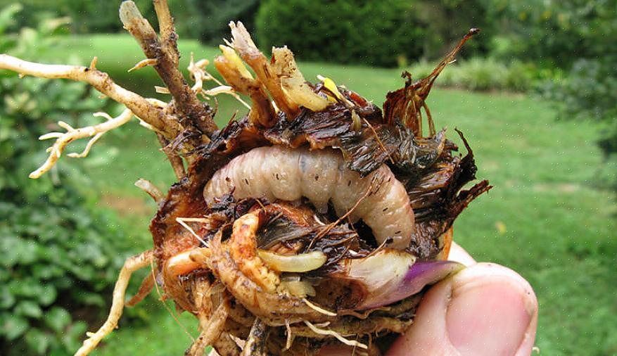 Irisborer (Macronoctua onusta) møl lægger deres æg på løvet af iris i sensommeren