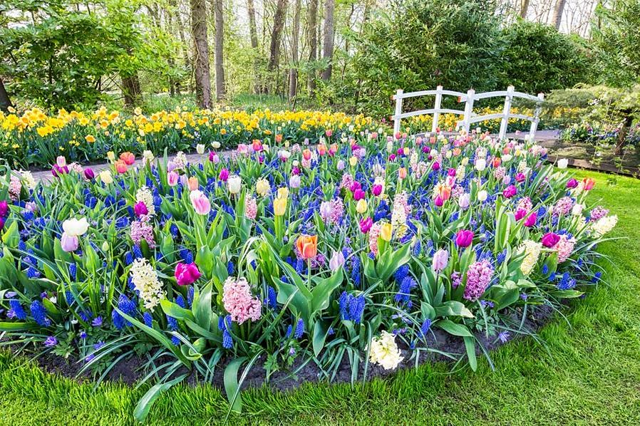 Gladiolus-planter producerer trompetformede blomster