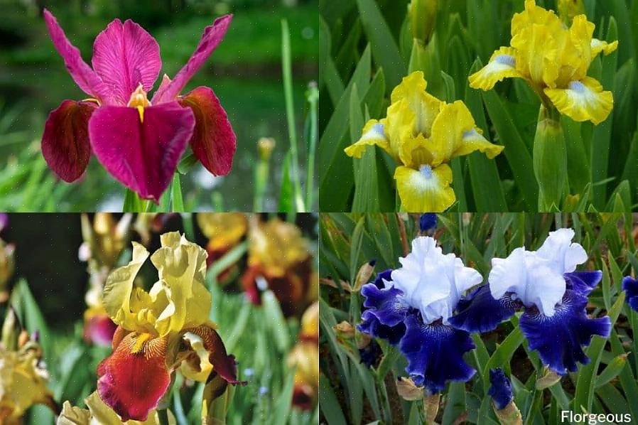 Plante-taksonomi klassificerer denne dværg som Iris reticulata