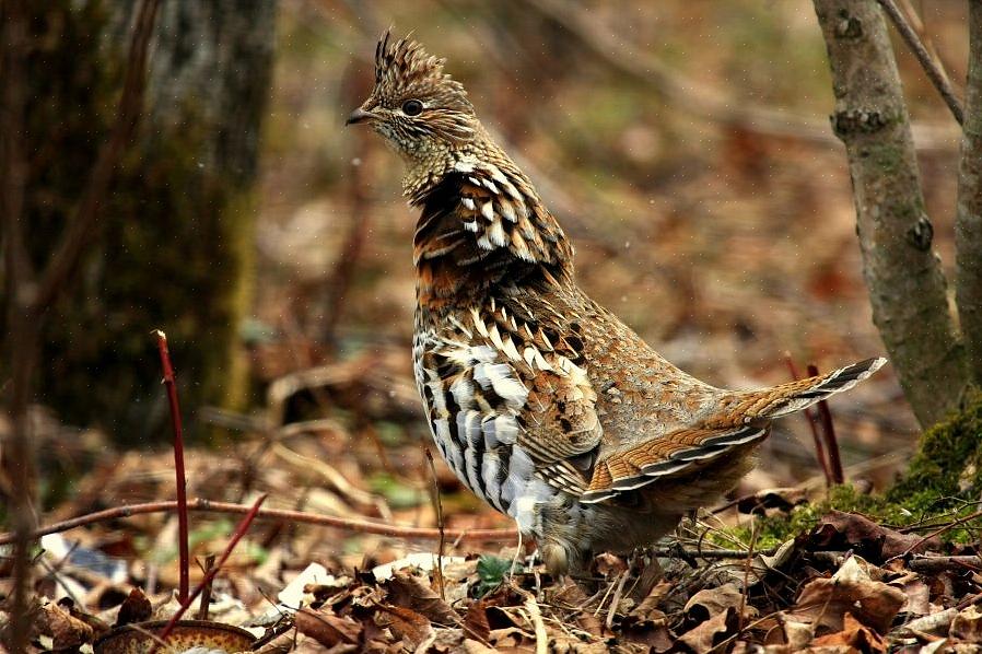 Kan hver birder dog med sikkerhed identificere rype
