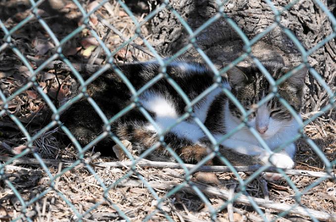 Og kommercielle afstødningsmidler er tilgængelige for at modvirke uønskede katte