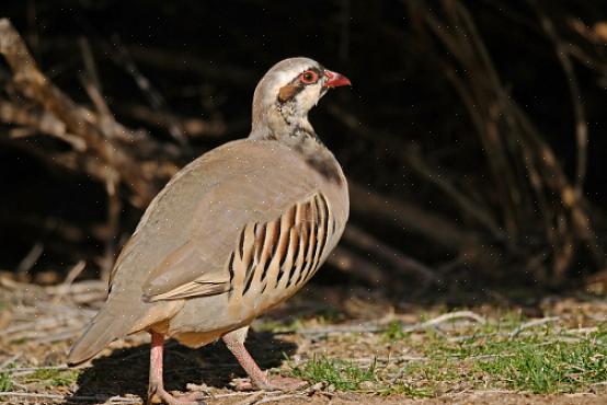 Chukar æg er cremet gul eller gul-hvid plettet med små brune eller lilla pletter
