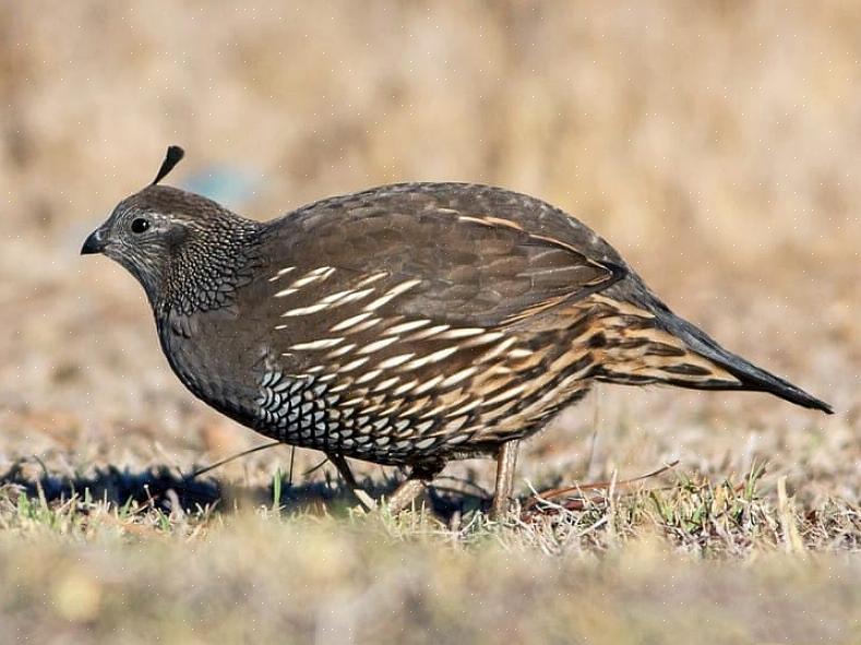 Chukar identifikation