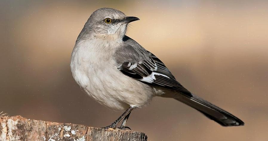 Nordlige mockingbirds er generelt året rundt beboere i deres sortiment