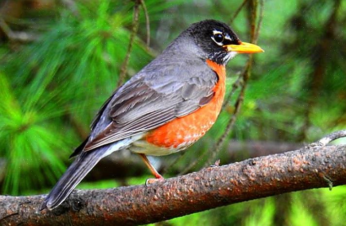 Ikke kun er den europæiske robin en hædret statsfugl i Connecticut