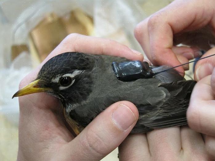 Turdidae fuglefamilien inkluderer mere end 175 arter