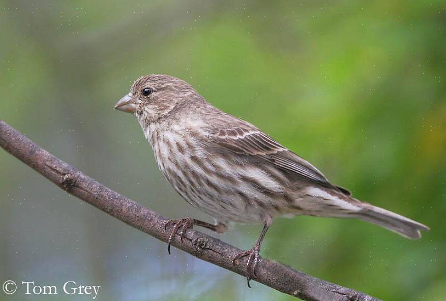 Linnet (ikke at forveksle med Common Linnet i Europa)