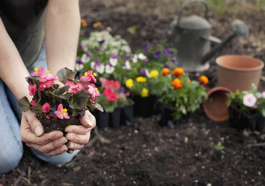 Planteskoler forsøger at slippe af med dem tidligt på sæsonen