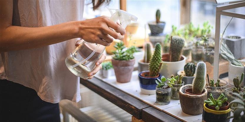 Ved korrekt pleje er sukkulenter nogle af de smukkeste planter i verden