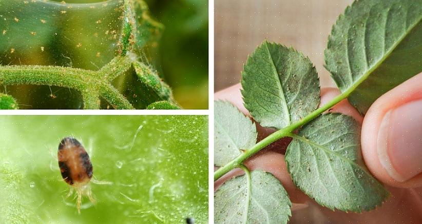 Der kan overflade på alle dele af en plante