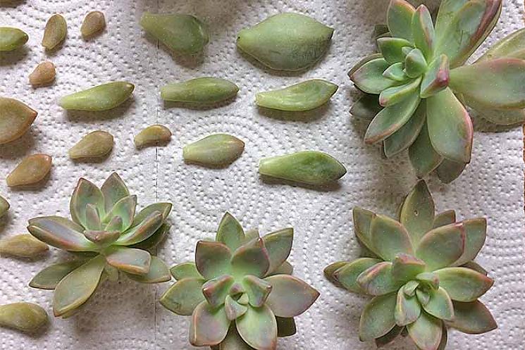 Nogle af de smukkere Echeveria inkluderer den blå Echeveria (E