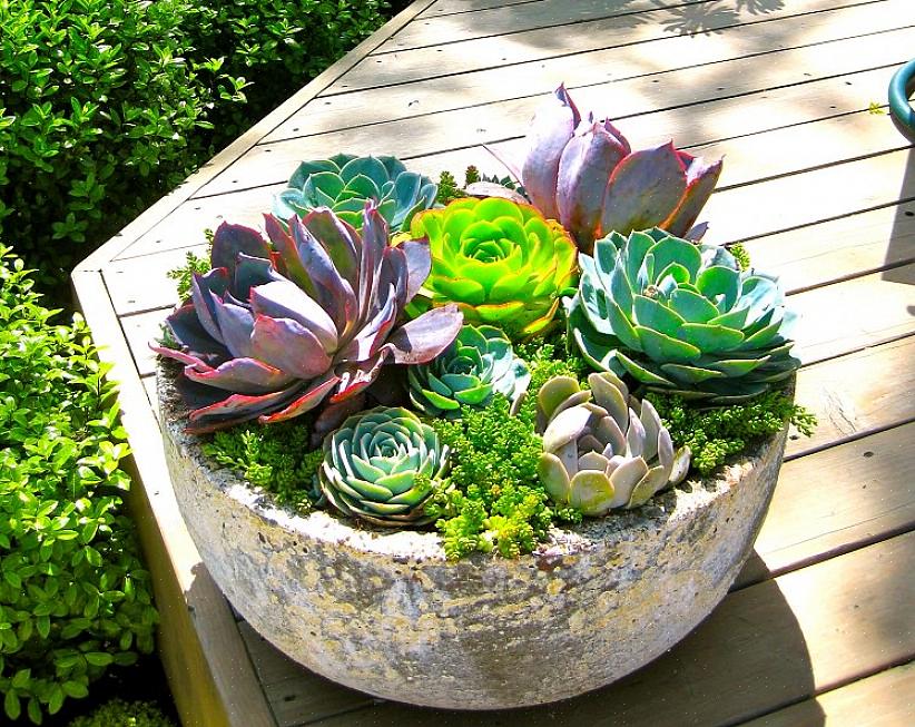 Saftige planter er gode