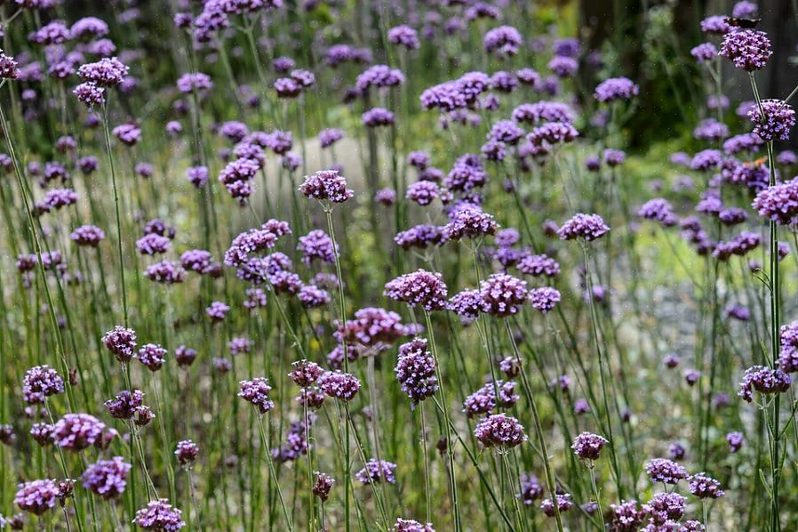 Høj verbena (Verbena bonariensis) er en hård