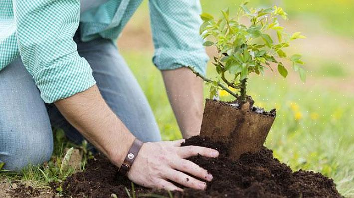 Med lidt ekstra pleje kan du med succes transplantere haveplanter når som helst på året