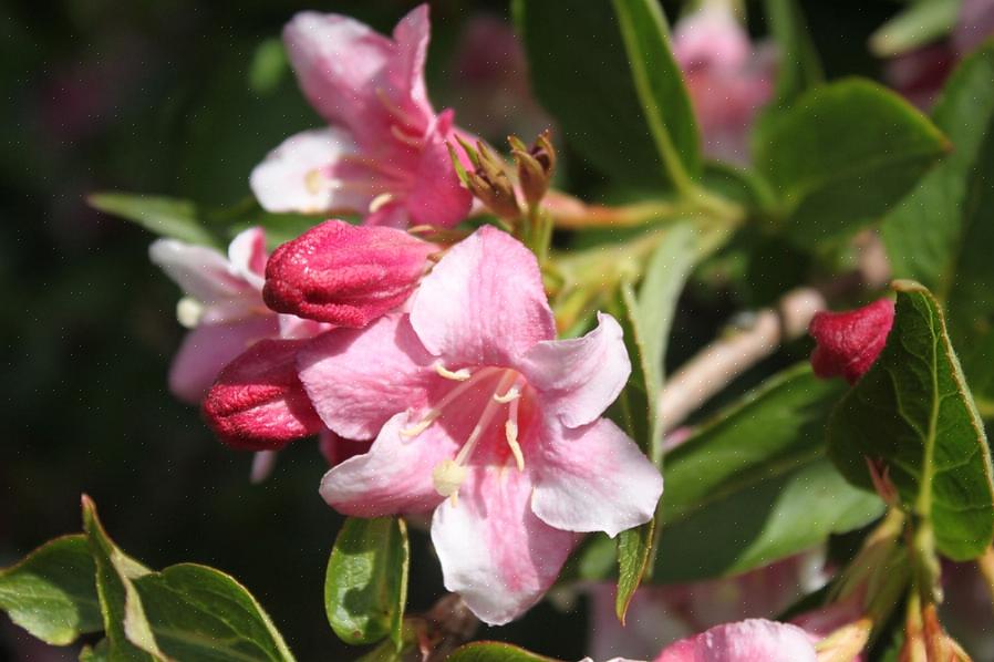Weigela buske er faktisk en af de planter