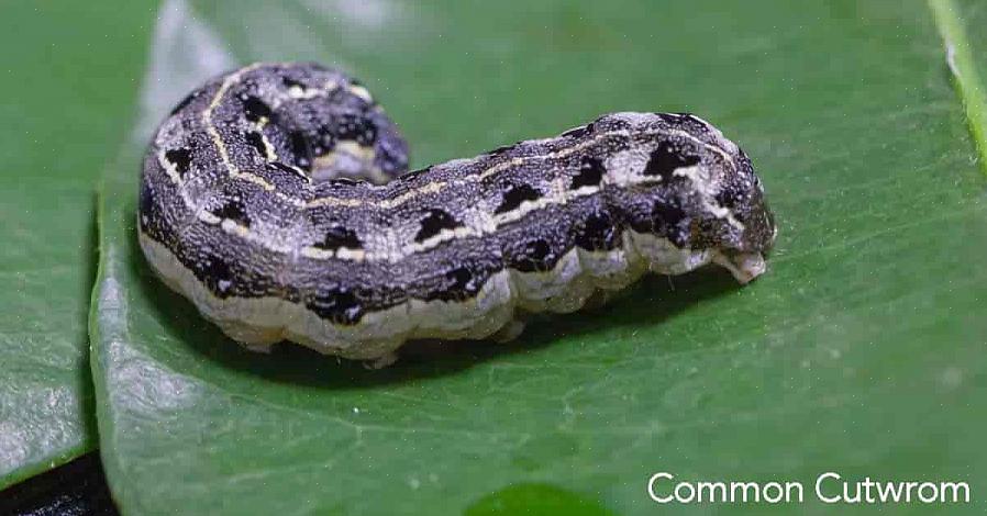 Cutworms er larvestadiet i store
