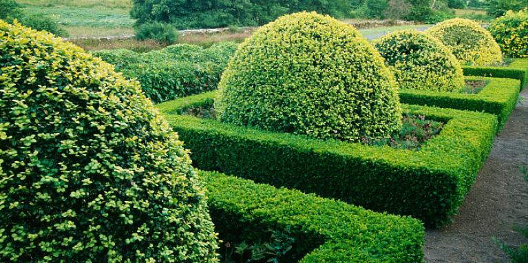 Plantetaksonomi klassificerer dværgboksvedbuske (engelsk sort) som Buxus sempervirens