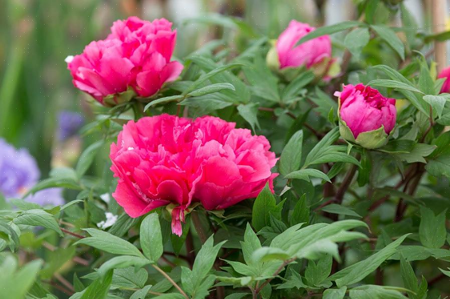 Løvet forbliver attraktivt længe efter at blomsterne er historie