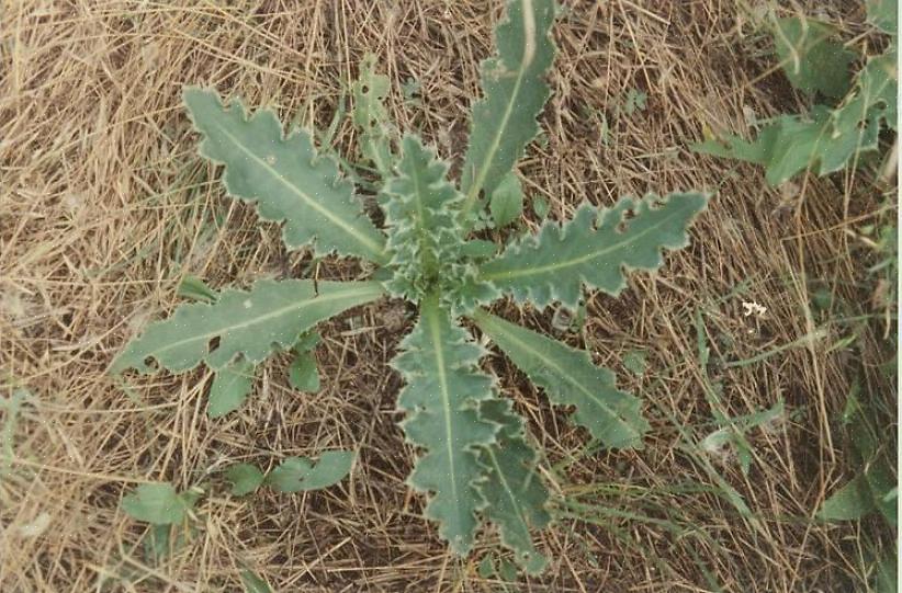 Da skadelige ukrudt griber ind i deres vilde levesteder