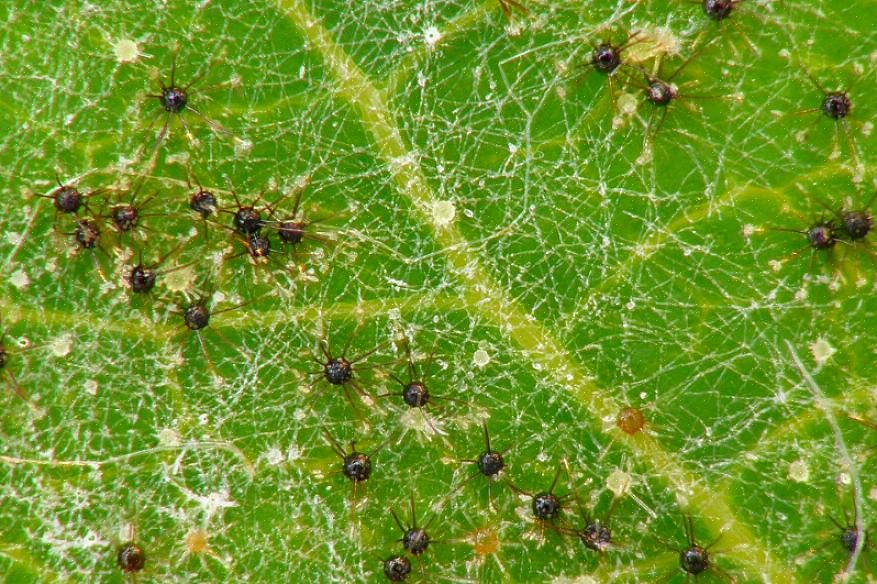 For at forhindre svampesygdomme i tomater skal du plante tomater med passende afstand