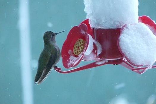 Kolibrier er frodige spisere