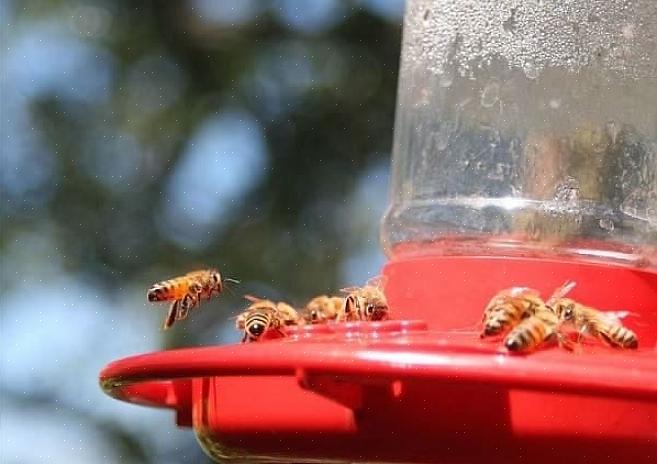 Ved at kende sikre måder at bekæmpe disse insekter på kan fuglepersoner styre deres kolibri fodringere