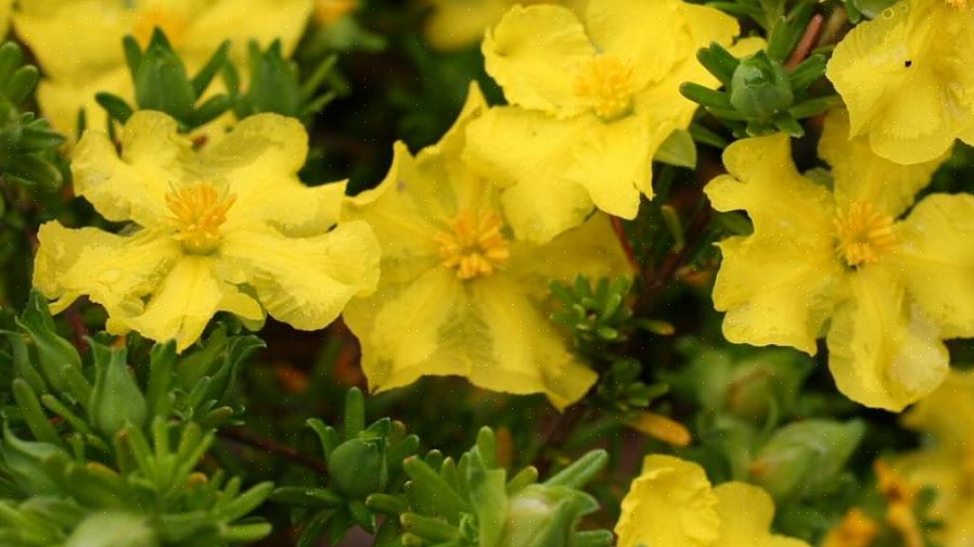 Rosenprøven i denne have er 'Golden Wings'