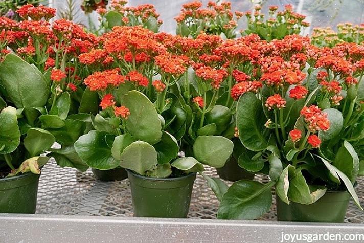 Langt den mest populære Kalanchoe med store blomsterhoveder i forskellige farver