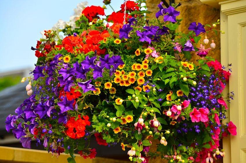 Hængende blomsterkurve falder ind under containerhavearbejde