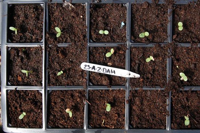 Forsøg at redde frø fra zinnia planter