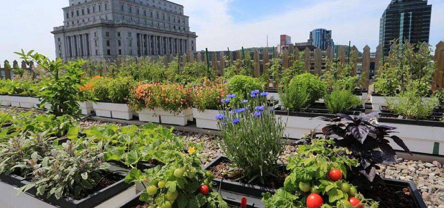 Du kan oprette en hvilken som helst stil på tagterrassen med containervoksne planter